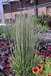 Prairie Munchkin Bluestem (Schizachyrium scoparium 'Prairie Munchkin') at English Gardens