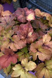 Pumpkin Spice Foamy Bells (Heucherella 'Pumpkin Spice') at English Gardens