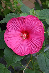 Luna Rose Hibiscus (Hibiscus moscheutos 'Luna Rose') at English Gardens