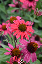 Glowing Dream Coneflower (Echinacea 'Glowing Dream') at English Gardens