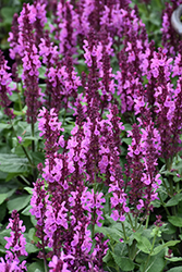 Rose Marvel Meadow Sage (Salvia nemorosa 'Rose Marvel') at English Gardens