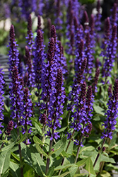 Violet Profusion Meadow Sage (Salvia nemorosa 'Violet Profusion') at English Gardens