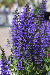 Color Spires Indiglo Girl Sage (Salvia 'Indiglo Girl') at English Gardens