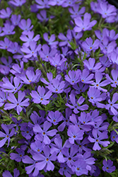 Violet Pinwheels Phlox (Phlox 'Violet Pinwheels') at English Gardens