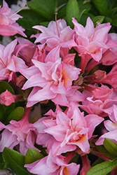 Electric Lights Double Pink Azalea (Rhododendron 'UMNAZ 493') at English Gardens
