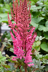 Mighty Chocolate Cherry Chinese Astilbe (Astilbe chinensis 'Mighty Chocolate Cherry') at English Gardens