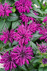 Rockin' Raspberry Beebalm (Monarda 'Rockin' Raspberry') at English Gardens