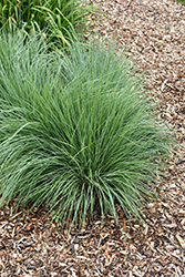 Jazz Little Bluestem (Schizachyrium scoparium 'Jazz') at English Gardens