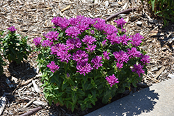 Leading Lady Plum Beebalm (Monarda 'Leading Lady Plum') at English Gardens