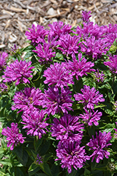 Leading Lady Plum Beebalm (Monarda 'Leading Lady Plum') at English Gardens