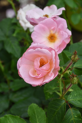 Peachy Knock Out Rose (Rosa 'Radgor') at English Gardens