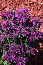 Rockin' Raspberry Beebalm (Monarda 'Rockin' Raspberry') at English Gardens