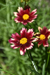 Lil' Bang Red Elf Tickseed (Coreopsis 'Red Elf') at English Gardens