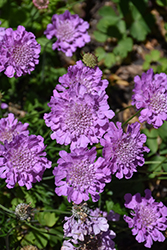 Flutter Rose Pink Pincushion Flower (Scabiosa columbaria 'Balfluttropi') at English Gardens