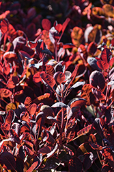 Velveteeny Purple Smokebush (Cotinus coggygria 'Cotsidh5') at English Gardens