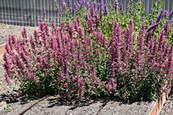 Poquito Lavender Hyssop (Agastache 'TNAGAPL') at English Gardens