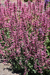 Poquito Lavender Hyssop (Agastache 'TNAGAPL') at English Gardens