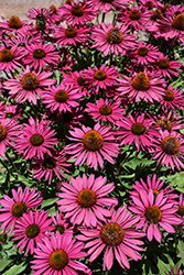 Kismet Raspberry Coneflower (Echinacea 'TNECHKR') at English Gardens