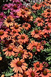 Kismet Intense Orange Coneflower (Echinacea 'TNECHKIO') at English Gardens