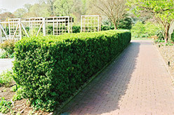 Common Boxwood (Buxus sempervirens) at English Gardens