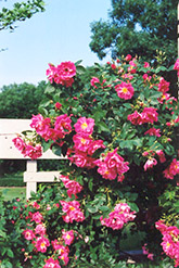 William Baffin Rose (Rosa 'William Baffin') at English Gardens