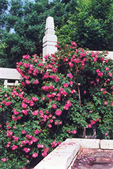 William Baffin Rose (Rosa 'William Baffin') at English Gardens