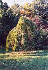 Morioka Weeping Katsura Tree (Cercidiphyllum japonicum 'Morioka Weeping') at English Gardens
