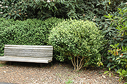 Common Boxwood (Buxus sempervirens) at English Gardens