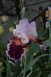 Armageddon Iris (Iris 'Armageddon') at English Gardens