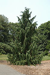 Blue Weeping Nootka Cypress (Chamaecyparis nootkatensis 'Glauca Pendula') at English Gardens