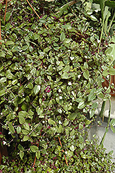Bridal Veil Spiderwort (Tradescantia 'Bridal Veil') at English Gardens