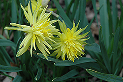 Rip Van Winkle Daffodil (Narcissus 'Rip Van Winkle') at English Gardens