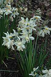 Toto Daffodil (Narcissus 'Toto') at English Gardens