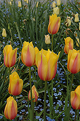 Blushing Beauty Tulip (Tulipa 'Blushing Beauty') at English Gardens