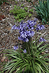 Blue Spanish Bluebell (Hyacinthoides hispanica 'Blue') at English Gardens