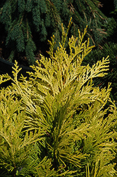 Forever Goldy Arborvitae (Thuja plicata '4ever') at English Gardens