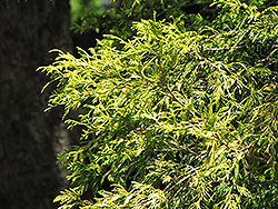 Golden Threadleaf Falsecypress (Chamaecyparis pisifera 'Filifera Aurea') at English Gardens