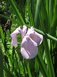 Darling Japanese Flag Iris (Iris ensata 'Darling') at English Gardens