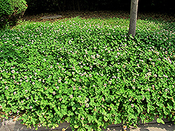 White Clover (Trifolium repens 'var. repens') at English Gardens
