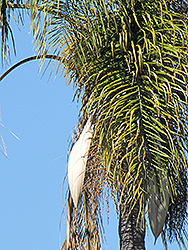 Queen Palm (Syagrus romanzoffiana) at English Gardens