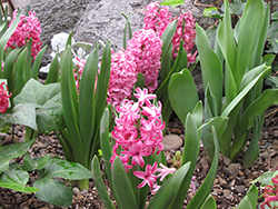 Pink Frosting Hyacinth (Hyacinthus orientalis 'Fondant') at English Gardens