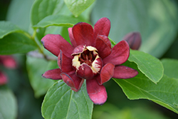 Simply Scentsational Sweetshrub (Calycanthus floridus 'SMNCAF') at English Gardens