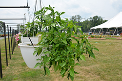 Cayennetta Pepper (Capsicum annuum 'Cayennetta') at English Gardens