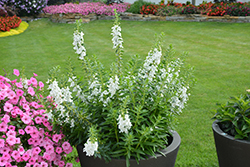 Angelface Super White Angelonia (Angelonia angustifolia 'Angelface Super White') at English Gardens