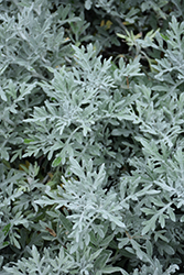 Silver Bullet Dusty Miller (Artemisia stellerianna 'Silver Bullet') at English Gardens