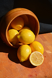 Meyer Lemon (Citrus x meyeri) at English Gardens