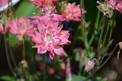 Clematis-Flowered Columbine (Aquilegia vulgaris 'Clementine Salmon Rose') at English Gardens