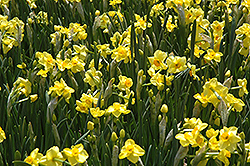 Scarlet Gem Daffodil (Narcissus 'Scarlet Gem') at English Gardens