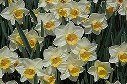 Salome Daffodil (Narcissus 'Salome') at English Gardens