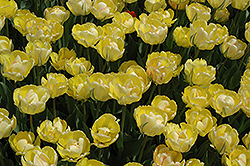 Akebono Tulip (Tulipa 'Akebono') at English Gardens